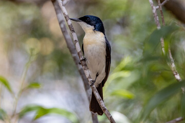 Restless Flycatcher in Queensland Australia