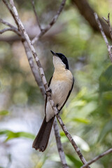 Restless Flycatcher in Queensland Australia