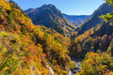 白山白川郷ホワイトロード　紅葉