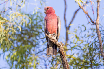 Galah Cockatoo in Queensland Australia