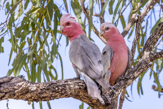 Galah Cockatoo in Queensland Australia