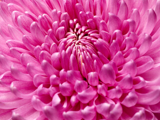 Macro texture shot of pink chrysanthemum flower