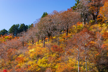 白山白川郷ホワイトロード　紅葉
