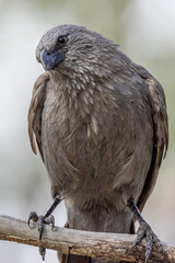 Apostlebird in Queensland Australia