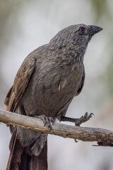 Apostlebird in Queensland Australia