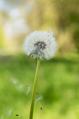 fleur pissenlit - Taraxacum officinale