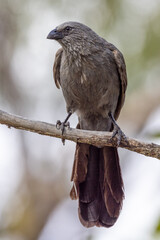 Apostlebird in Queensland Australia