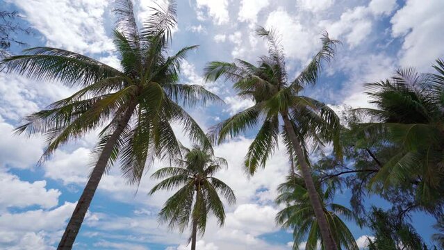 Palm trees with blue sky on sunny day
