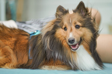 Sheltie (Shetland Sheepdog) sitting in the park 