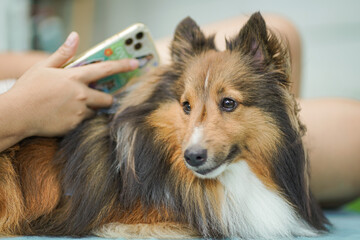 Sheltie (Shetland Sheepdog) sitting in the park 