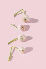 Beautiful elegant white and pink ranunculus flower with bent stem, withered petals on a pink...