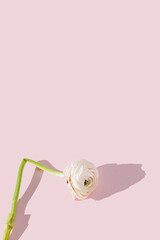 Beautiful elegant white and pink ranunculus flower with bent stem, withered petals on a pink...