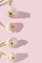 Beautiful elegant white and pink ranunculus flower with bent stem, withered petals on a pink...