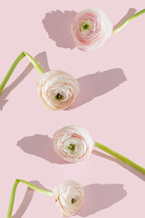 Beautiful elegant white and pink ranunculus flower with bent stem, withered petals on a pink...