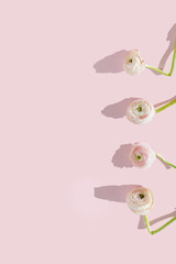 Beautiful elegant white and pink ranunculus flower with bent stem, withered petals on a pink...