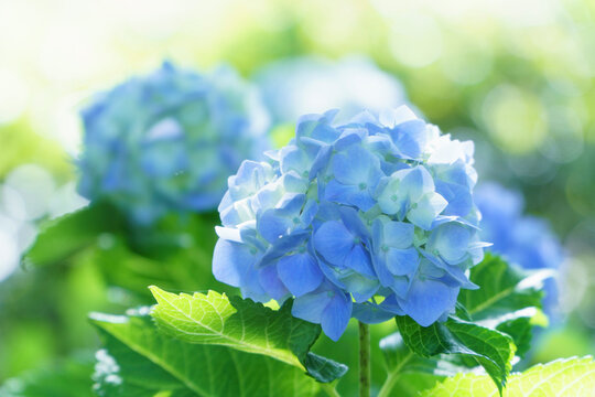 紫陽花images Browse 72 9 Stock Photos Vectors And Video Adobe Stock