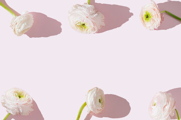 Beautiful elegant white and pink ranunculus flower with bent stem, withered petals on a pink...
