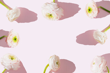 Beautiful elegant white and pink ranunculus flower with bent stem, withered petals on a pink...
