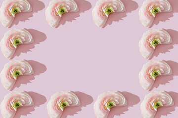 Creative half ranunculus flower pattern frame on a pink minimal background. Floral botany wallpaper. Many flower heads with petals in a row.
