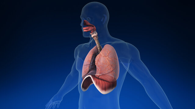 Medical 3d human lung inside human body with its parts visible. Medically accurate human lungs.