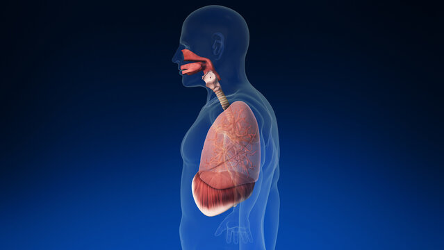Medical 3d human lung inside human body with its parts visible. Medically accurate human lungs.