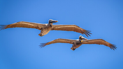 Hollywood Beach, Florida, USA