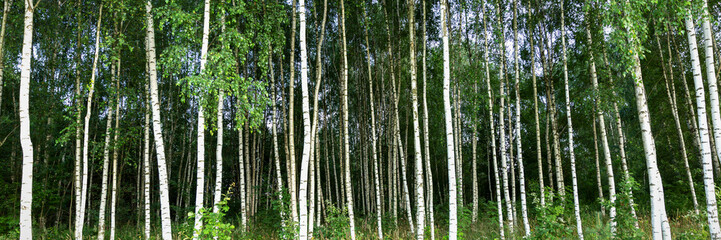 Birch grove in summer with green leaves. Banner.
