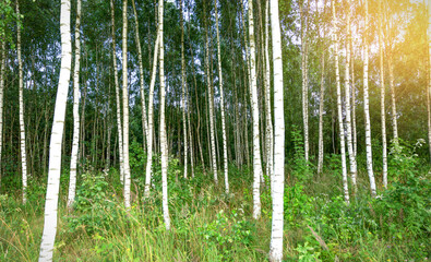 Naklejka premium Birch grove in summer with green leaves.