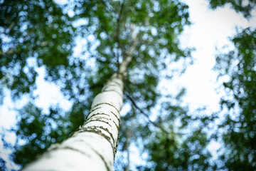 Fototapeta premium Birch grove in summer with green leaves.
