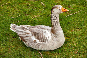 Geese lay down on green meadow closeup