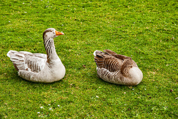 Geese lay down on green meadow closeup