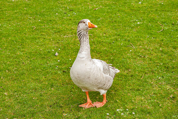 Geese lay down on green meadow closeup