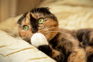 A Scottish fold-eared cat with green eyes lies on a brown blanket, covering its mouth with a paw in surprise
