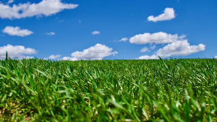 Obraz premium Cloudy blue sky and spring greenery. Crops emerging from the ground in the fields. Green fields in front of rural village landscape. Dirt country roads, plowed fields and dry trees. Focus is selective