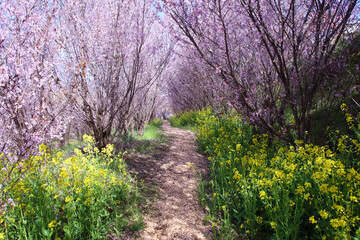 Naklejka premium 福島市 花見山 生け花の里 花のトンネル