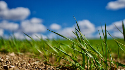 Cloudy blue sky and spring greenery. Crops emerging from the ground in the fields. Green fields in front of rural village landscape. Dirt country roads, plowed fields and dry trees. Focus is selective