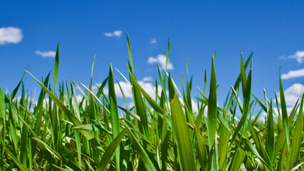 Obraz premium Cloudy blue sky and spring greenery. Crops emerging from the ground in the fields. Green fields in front of rural village landscape. Dirt country roads, plowed fields and dry trees. Focus is selective