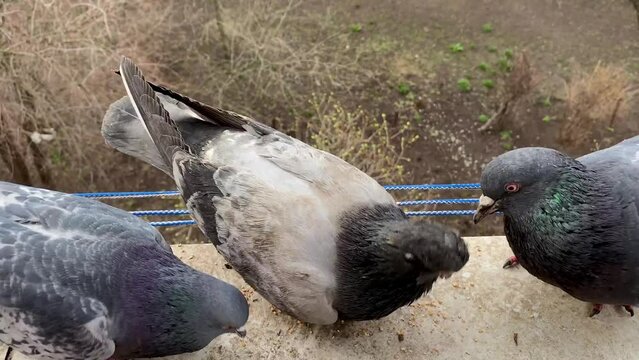 Hungry pigeons peck feed crumbs on window.