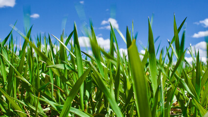 Obraz premium Cloudy blue sky and spring greenery. Crops emerging from the ground in the fields. Green fields in front of rural village landscape. Dirt country roads, plowed fields and dry trees. Focus is selective