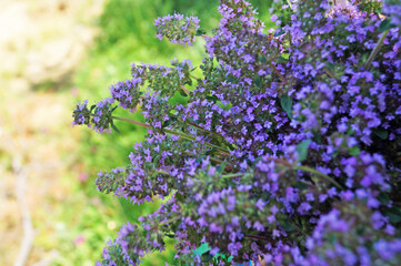 Obraz premium Thyme flowers with delicate purple petals in a bouquet on a background of green grass on a summer sunny day