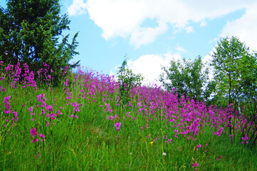 The hill is covered with wild flowers with bright pink petals in the green grass on a summer day