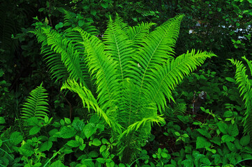 Fern bush with long bright green leaves in the woods on a meadow in summer day