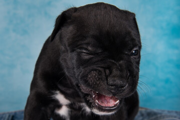 Black and white American Staffordshire Terrier dog or AmStaff puppy on blue background