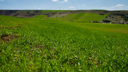 Fototapeta na wymiar Cloudy blue sky and spring greenery. Crops emerging from the ground in the fields. Green fields in front of rural village landscape. Dirt country roads, plowed fields and dry trees. Focus is selective