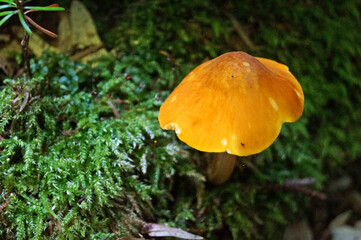 Mushroom with a yellow cap and a yellow stalk grows on a green moss in the autumn day