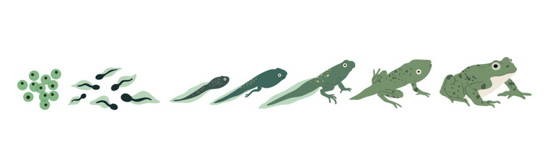 Frog life cycle. Vector hand drawn illustration. Isolated on white backgground.