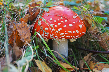 Amanita mushroom with a red cap with white spots and a white stalk in the woods on an autumn day