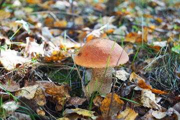 Birch mushroom with a red cap and a gray stalk grows in the leaves and grass on an autumn day