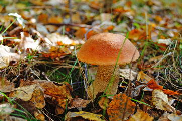Birch mushroom with a red cap and a gray stalk grows in the leaves and grass on an autumn day