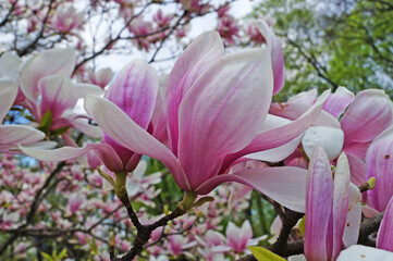Magnolia branch with large flowers and buds with pinkish-white petals on a tree in the park on a spring day